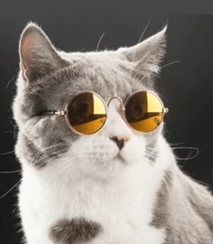 2 (3) Pet Glasses - Image 1