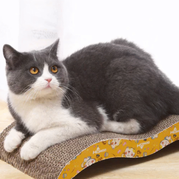 Curved Scratcher Board